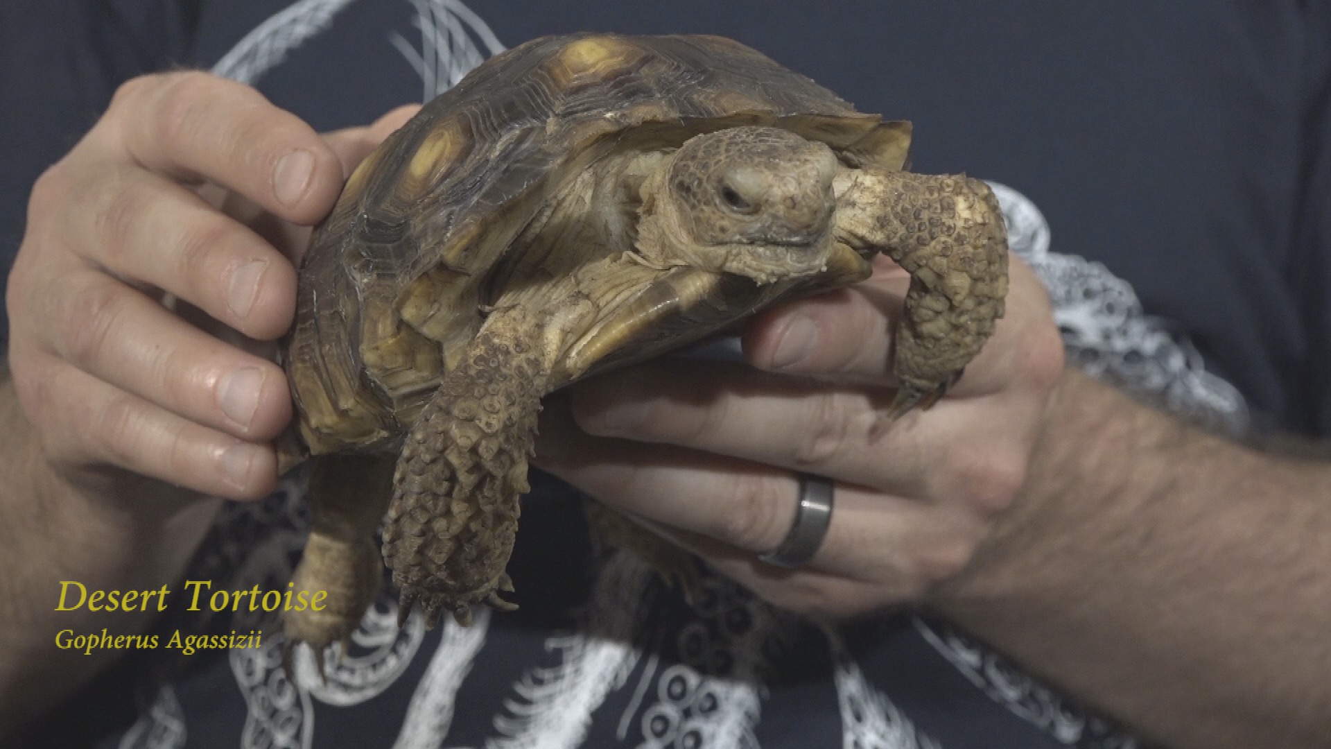 Thumbnail image for Reptile Dysfunction