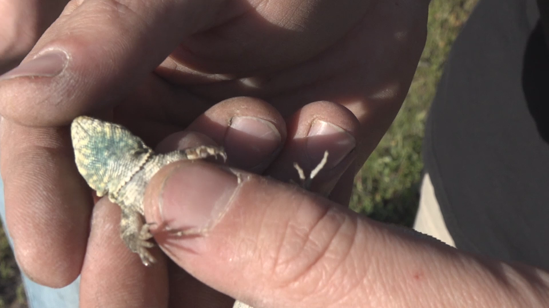 Thumbnail image for Reptile Dysfunction