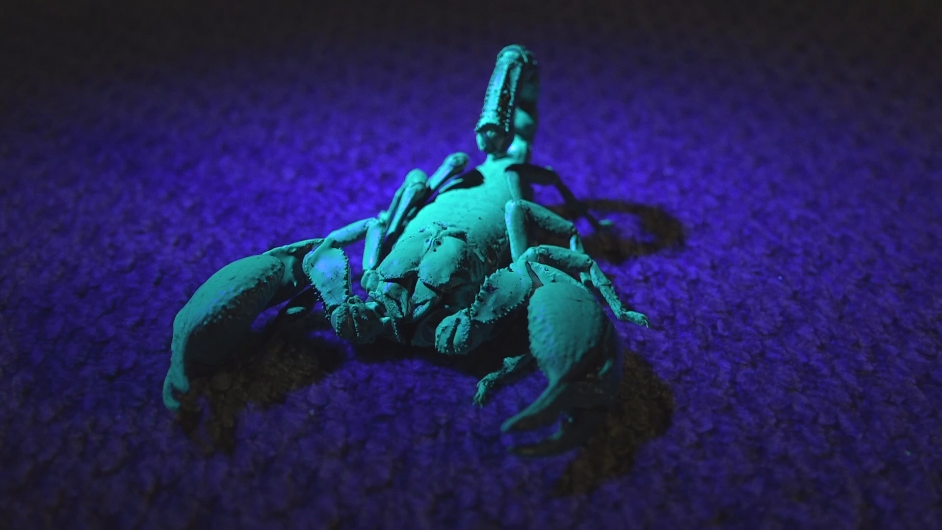 Thumbnail image for Asian Forest Scorpion