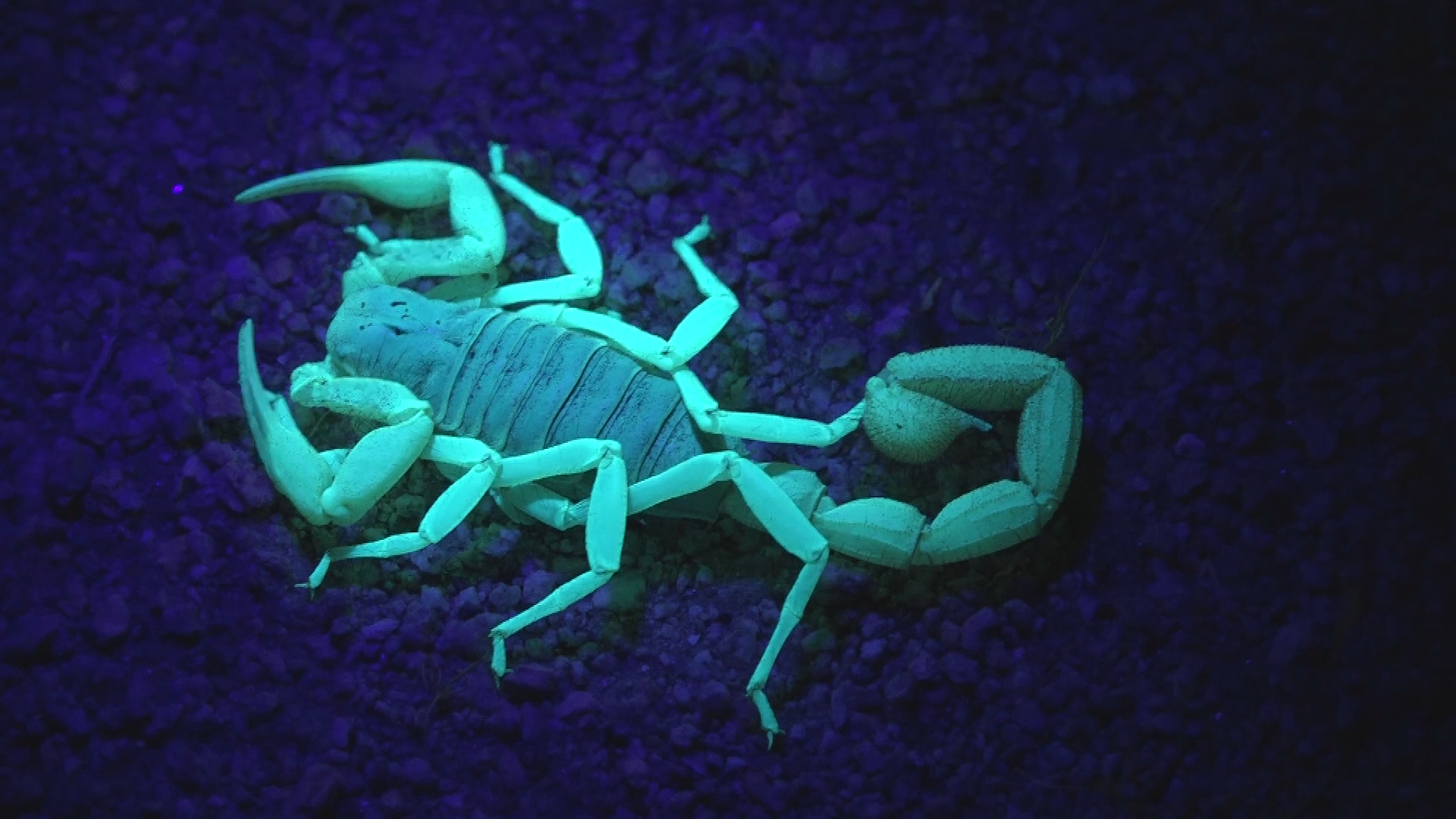 Thumbnail image for Reptile Dysfunction